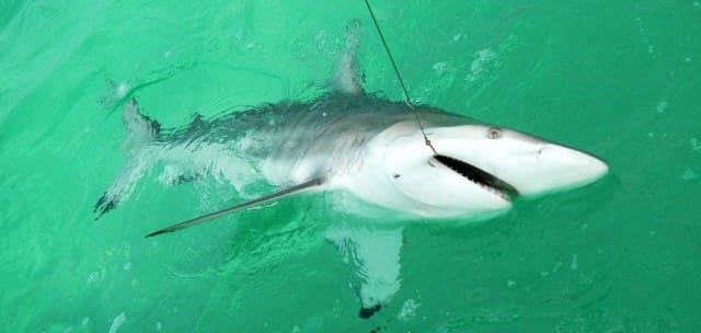 Last Local Guide Service- Blacktip Shark (Phillips5A)