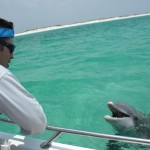 Last Local Guide Service, Panama City Beach- Dolphin